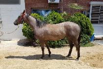 ��ٸ���ȭ (BAEDARI SINHWA) ����