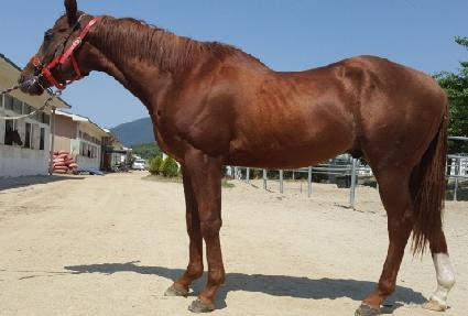 ����Ʈ���� ����