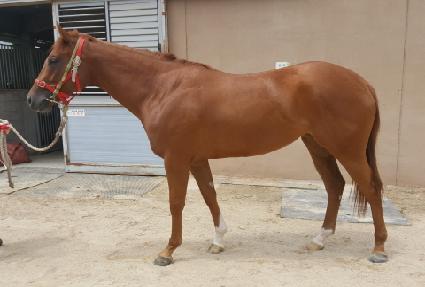 �ھ�����̵� ����