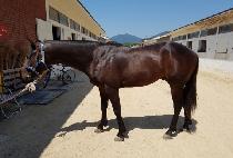 �ΰ���� (BUGYEONG DERBY) ����