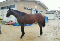 ���ΰ��� (EURO GONGJU) ����