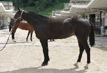 ��Ǵ����� (AMANDA GONGJU) ����