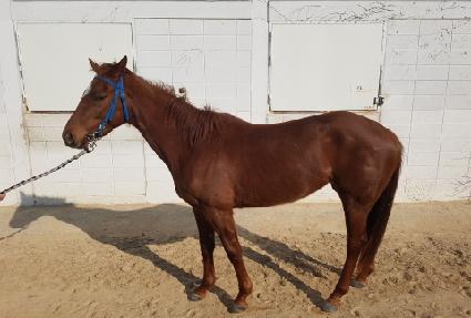 �Ϻ�Ʈ���� ����