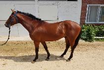 �򷹵����� (BIG RED IJI) ����