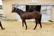 GYEONGJUUI DUREBAK picture