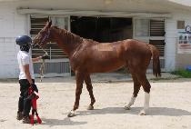 �������� (LIVINGSTONE) ����