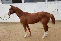 ���̽���ǳ (ACE DOLPUNG) ����