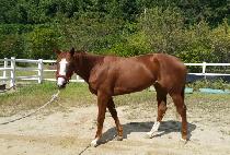 ������ (TOP EURO) ����