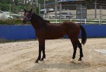 �ҿ������ (SOU WARRIOR) ����