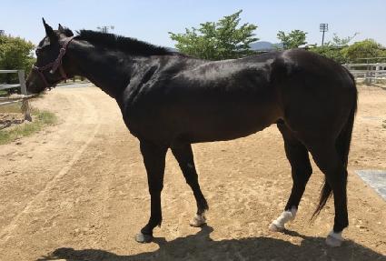 ������ħ ����