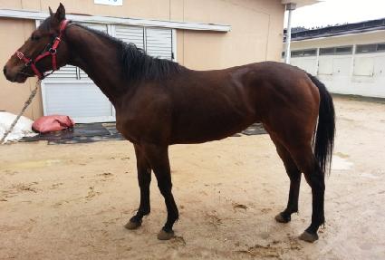 ��Ÿ��ƽ��Ÿ ����