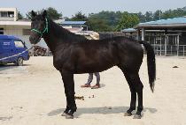 ���̾���ġ (DIA PUNCH) ����