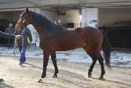 ���������꼱 ����