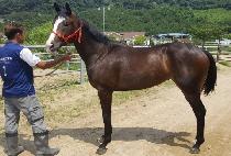 ������ (QUICK MOVE) ����