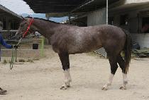 ŷ���� (KING POSE) ����