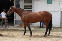 �̶�Ŭ��� (MIRACLE GOLD) ����