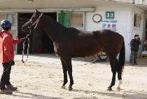 ���̸�Ĺ (SIMON CAT) ����