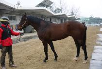 ���ƿ¾�ħ�� (DORAON ACHIM HAE) ����