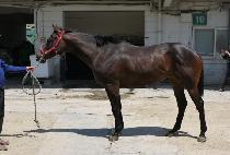 ������ (NEW  RUNNER) ����