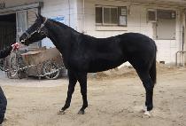 �¸���Ʈ (GOOD MOUNT) ����