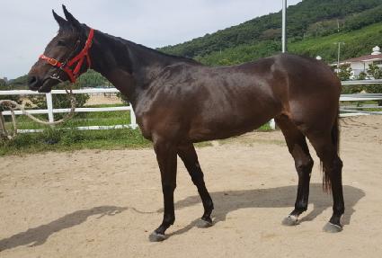 ���÷��� ����