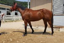 ĸƾ���� (CAPTAIN FORCE) ����