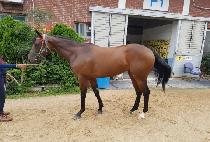 ���ϵ���� (WILD HAIR) ����