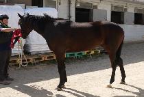 ����Ȱ�� (SPECIAL GOLD) ����