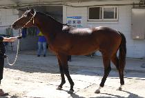 �̻���ĵ�� (MISSILE CANDY) ����