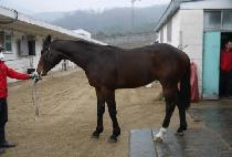 ����Ǯè�Ǿ� (WONDERFUL CHAMPION) ����