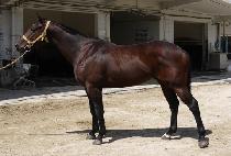 �����ƽ��� (AQUA STROM) ����