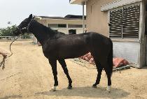 ����Ĺ (ISLE CAT) ����