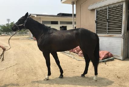 ����Ĺ ����