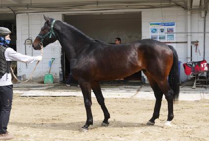 ���ǵ�Ȳ�� ����