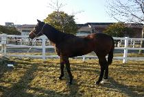 ���ο����� (SAEROUN JILJU) ����