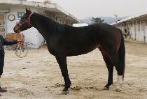 GOLDEN MINISTER picture