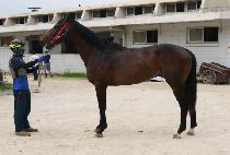 �������̷� (SHARP KAYLAN) ����