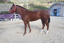 ���ʽŵ� (WINNER CINDY) ����