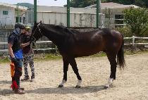 ������ (THE JIJON) ����