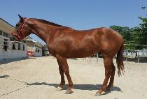 ���� (HOTHAE) ����