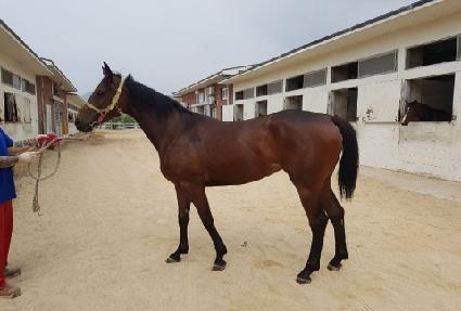 �����Ǹ��� ����