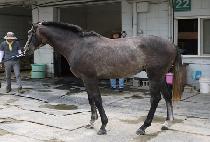 �Ⱑ����Ʈ (GIGA LIGHT) ����