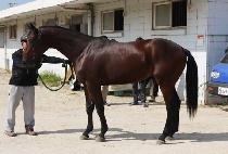 ĳ����Ŀ (CARROT SEEKER) ����