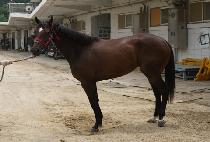 �������Ǹ� (BLACK SPIRIT) ����