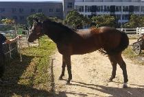 ������̵� (LIB��S LADY) ����