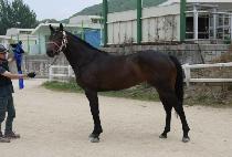 ���Ķ� (SOL PARANG) ����