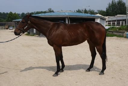 ���ɽ�Ʈ��Ʈ ����