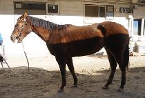 ��������� (YEOINUI HYANGGI) ����