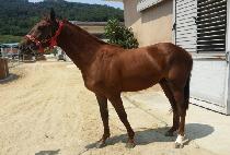 ������� (GOLD TALE) ����