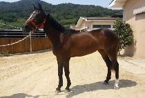 ����������Ÿ (APRIL STAR) ����